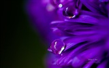Blumen mit Tau close-up, Windows 8 HD Wallpaper #3
