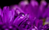 Flowers with dew close-up, Windows 8 HD wallpaper #4