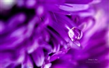 Flowers with dew close-up, Windows 8 HD wallpaper #5