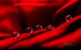 Flowers with dew close-up, Windows 8 HD wallpaper #8