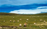 Цинхай плато красивые пейзажи обои #17