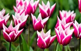 Hermosas flores de tulipán, Ventanas fondos de pantalla de alta definición de 8 temáticos