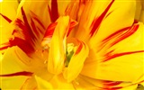 Krásné květy tulipánů, Windows 8 téma HD Tapety na plochu #2
