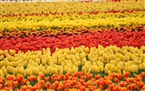Krásné květy tulipánů, Windows 8 téma HD Tapety na plochu #5