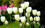 Hermosas flores de tulipán, Ventanas fondos de pantalla de alta definición de 8 temáticos #7