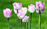 Красивые цветы тюльпана, HD обои 8 тематические Окна #9