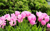 Belles fleurs de tulipes, de Windows 8 fonds d'écran HD à thème #10