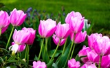 Hermosas flores de tulipán, Ventanas fondos de pantalla de alta definición de 8 temáticos #11