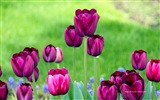 Hermosas flores de tulipán, Ventanas fondos de pantalla de alta definición de 8 temáticos #12