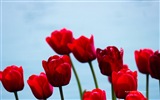 Красивые цветы тюльпана, HD обои 8 тематические Окна #13