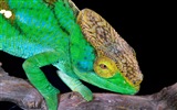 Barevné zvířat chameleon HD tapety na plochu #4