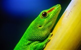 Barevné zvířat chameleon HD tapety na plochu #7