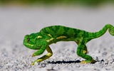 Barevné zvířat chameleon HD tapety na plochu #12