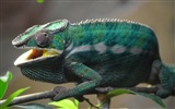 Colorful animal chameleon HD wallpapers #13