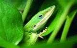 Animales colorido fondos de pantalla de alta definición camaleón #17