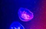 Windows 8 theme wallpaper, jellyfish #3