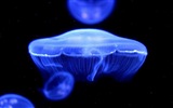 Windows 8 téma tapetu, medúzy #5