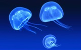 Windows 8 theme wallpaper, jellyfish #9