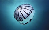 Windows 8 theme wallpaper, jellyfish #11