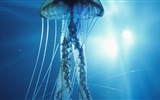 Windows 8 theme wallpaper, jellyfish #12