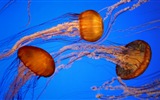 Windows 8 theme wallpaper, jellyfish #13