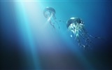 Windows 8 theme wallpaper, jellyfish #15