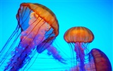 Windows 8 theme wallpaper, jellyfish #18