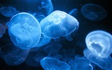 Windows 8 theme wallpaper, jellyfish #19