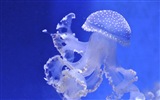 Windows 8 theme wallpaper, jellyfish #22