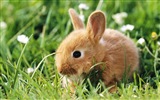 毛茸茸的動物，可愛的兔子 高清壁紙