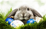 Furry animals, cute bunny HD wallpapers #3