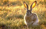 毛茸茸的动物，可爱的兔子 高清壁纸5