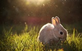 毛茸茸的动物，可爱的兔子 高清壁纸10