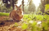 毛茸茸的動物，可愛的兔子 高清壁紙 #13
