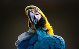 Macaw close-up HD wallpapers #2