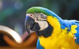 Macaw close-up HD wallpapers #3