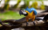 Macaw close-up HD wallpapers #4
