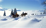 冬の雪の美しい風景のHDの壁紙 #17