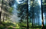 윈도우 8 테마 숲 풍경의 HD 월페이퍼