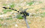 Windows 8 theme wallpaper, insects world #6