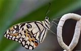 Windows 8 theme wallpaper, insects world #9