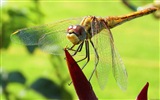 Windows 8 theme wallpaper, insects world #11