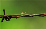 Windows 8 theme wallpaper, insects world #14