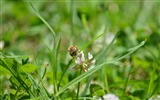 Windows 8 theme wallpaper, insects world #16