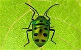 Windows 8主題壁紙，昆蟲的世界 #19