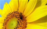 Windows 8 theme wallpaper, insects world #20