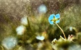Jarní květiny kvetou HD Tapety na plochu #2