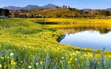 Jarní květiny kvetou HD Tapety na plochu #10