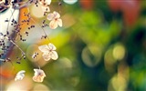 봄 꽃의 HD 배경 화면을 꽃 #11
