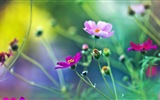 Frühlingsblumen blühen HD Wallpaper #17